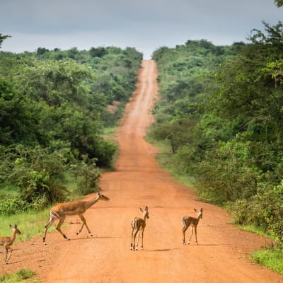 Antilopen queren eine rote Sandstrasse 