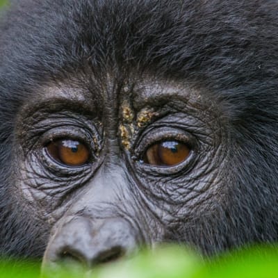 Nahaufnahme des Gesichts eines Gorillas