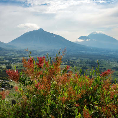 Blumige Landschaft mit Vulkanen in der Ferne