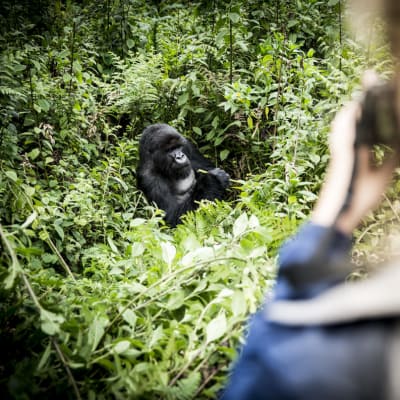 Person macht Foto von einem Gorilla umgeben von Gruenzeug
