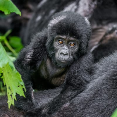 Kleiner Berggorilla schaut in die Kamera und klettert auf einem anderen Gorilla