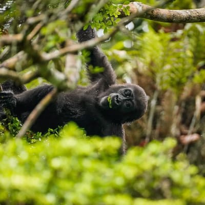 Flachlandgorilla haengt seitlich an einem Ast herunter