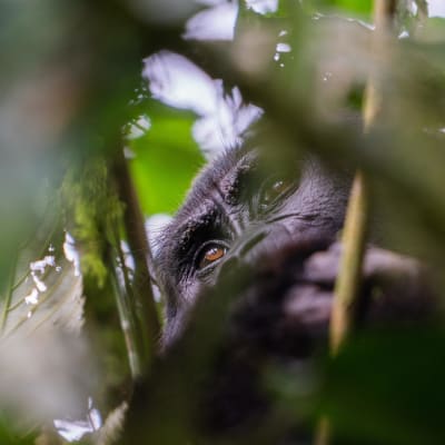 Nahaufnahme eines Berggorillas im Baum