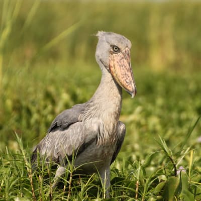 Ein Schuhschnabel umgeben von Gras