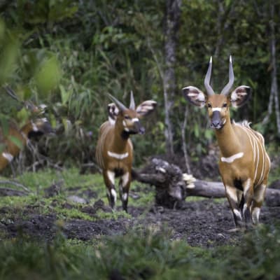 Bongos inmitten des kongolesischen Regewaldes