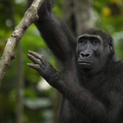 Flachlandgorilla schaut in die Kamera und haelt sich an einem Ast fest