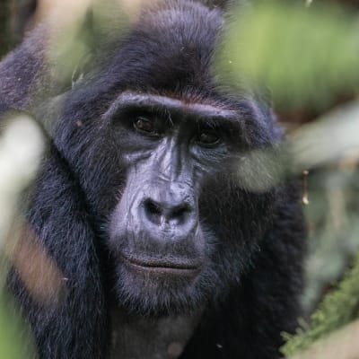 Gesicht eines Gorillas 