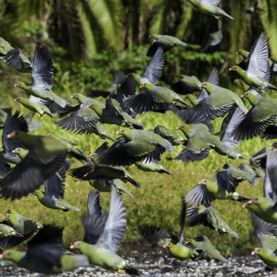 Viele gruene Voegel fliegen von rechts nach links