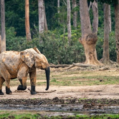 Ein Elefant laeuft von links nach rechts und ist voll mit schlamm