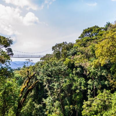 Ein üppiges grünes Baumkronendach im ruandischen Nyungwe-Nationalpark, mit einer Brücke im Hintergrund zwischen den Bäumen sichtbar.