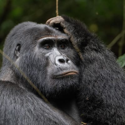 Nachdenkliche Pose eines Silberrueckens