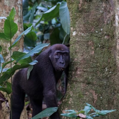 Ein Flachlandgorilla steht angelehnt an einen Baum