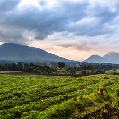 Teefelder und im Hintergrund wolkenbedeckte Vulkane