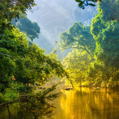 Bright sunlight filters through dense rainforest trees over a calm river in Costa Rica.