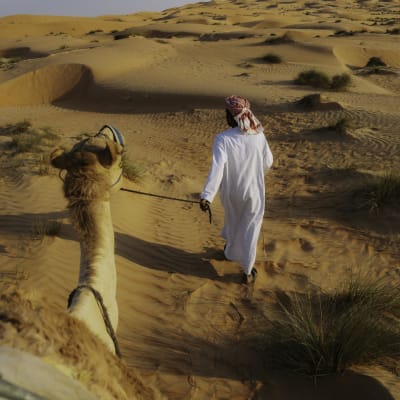 A man in traditional Middle Eastern attire leads camels across a sandy desert landscape with dunes and sparse vegetation.