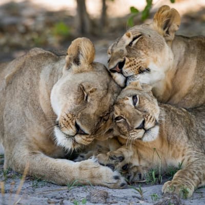 Three lions lying together