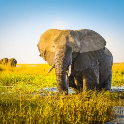 An elephant standing in a waterlogged grassy area in the Okavango Delta at sunset.