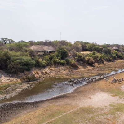 Eine Herde Gnus an einem Wasserloch