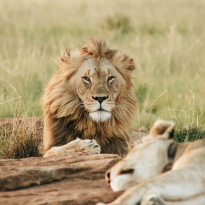 Lion and female lion lying on the grassy ground