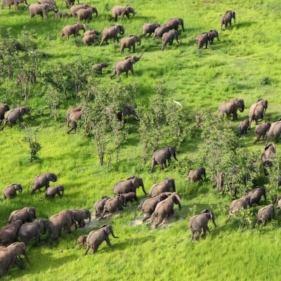A large herd of elephants moving across a lush green landscape with scattered trees.