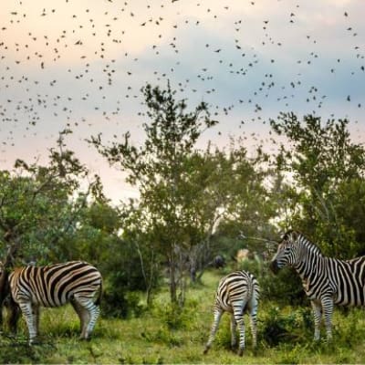 Zebras inmitten der grünen Natur und zahlreiche Vögel in der Luft