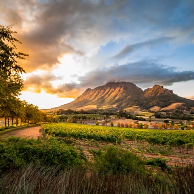 Eine malerische Aussicht auf Weinberge mit einem Berg im Hintergrund während des Sonnenuntergangs in Stellenbosch, Südafrika.