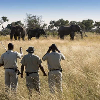Three safari guides walk through tall grass towards a herd of elephants in the distance