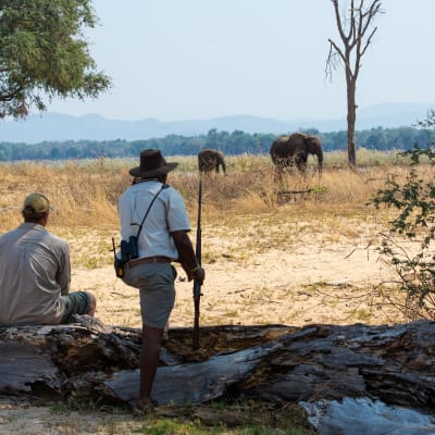 Zwei Safari-Guides beobachten Elefanten in der Ferne über eine trockene Ebene in Simbabwe, einer sitzt unter einem Baum, der andere steht.