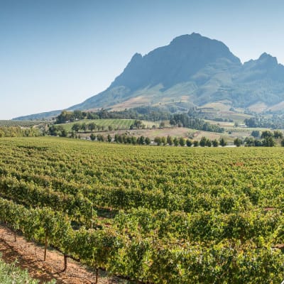 Weinreben und Berg im Hintergrund