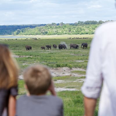 Familie beobachtet Elefanten 