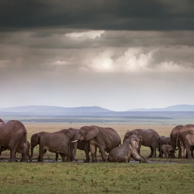Elefantenherde wandert durch die regnerische Landschaft