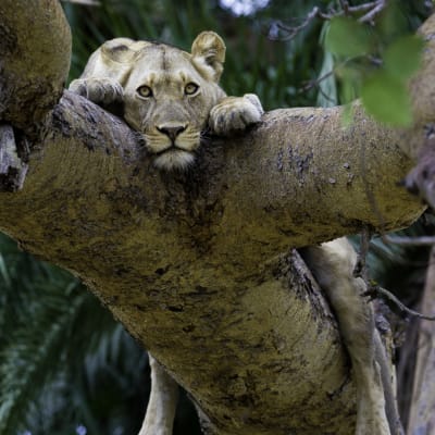 A lion cub is resting on a thick tree branch, peering down with curious eyes.