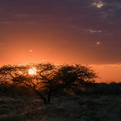 Baum vor einem Sonnenuntergang