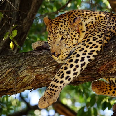 Leopard liegt auf einem Baum