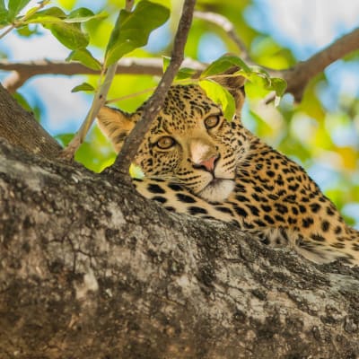 Leopard liegt gemütlich in einem Baum