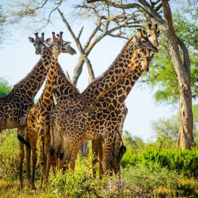 Giraffen tummeln sich zwischen Bäumen