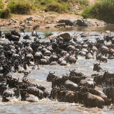 Eine große Herde Gnus überquert einen Fluss während der Großen Migration in der Serengeti. Die Tiere drängen sich dicht an dicht im Wasser und spritzen dabei heftig.