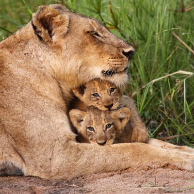 A lioness resting on the ground with two lion cubs cuddled close to her
