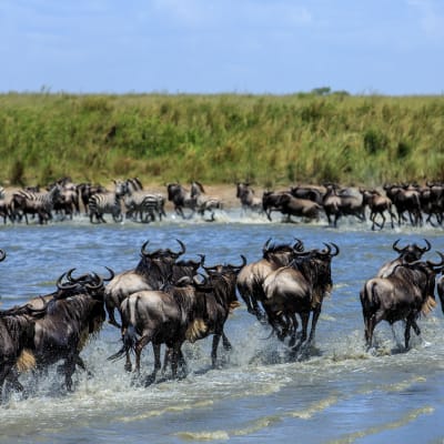 Eine Gnu Herde rennt durch einen Fluss