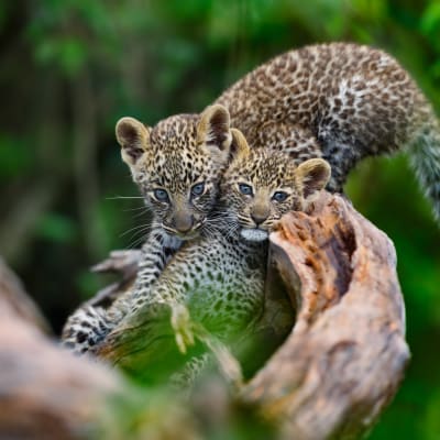 Zwei junge Leoparden kuscheln auf einem Baum