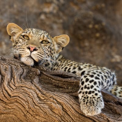 Ein Leopard liegt auf einem Baum und faulenzt