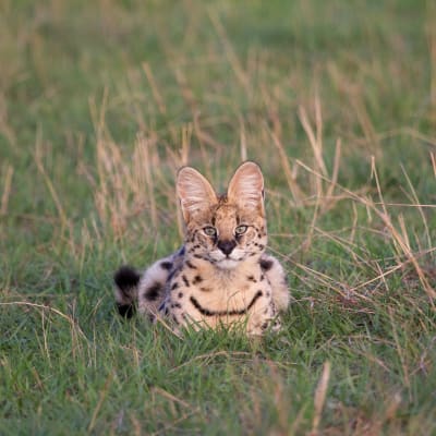 Ein Serval sitzt aufmerksam im grünen Gras der Serengeti. Seine großen, runden Ohren stehen aufrecht, während er seine Umgebung beobachtet.