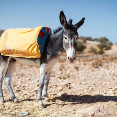 A small donkey with a colorful pack standing on a dry, rocky landscape under a clear blue sky.