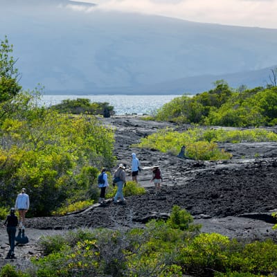 Touristen wandern auf einer vulkanischen Landschaft mit grünen Sträuchern und weiter Wasser im Hintergrund auf den Galapagos-Inseln.