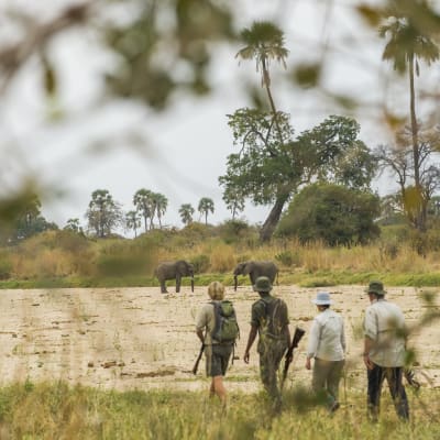 Vier Personen bei einer Wandersafari, die Elefanten in einer grasigen Landschaft mit Bäumen und bewölktem Himmel beobachten.