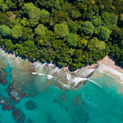 Luftaufnahme eines dichten grünen Waldes, der auf einen sandigen Strand mit türkisfarbenem Wasser und Felsen trifft