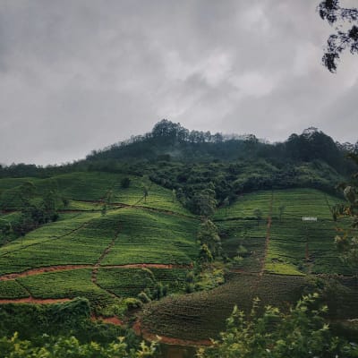 Lush green terraced hillsides under a cloudy sky with some trees in the foreground.