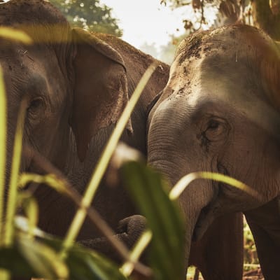 Two elephants standing amidst lush greenery in Thailand with sunlight filtering through.