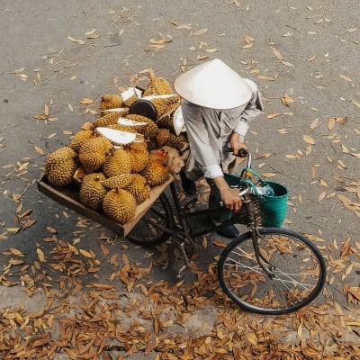 Eine Person fährt Fahrrad mit einem großen Holzwagen voller Durian, trägt einen traditionellen vietnamesischen Konische-Hut, auf einer Straße mit fallen Blättern.