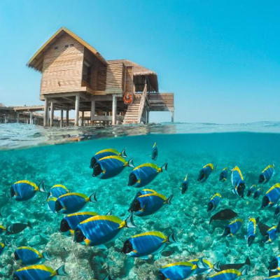 Ein auf Stelzen gebautes Holzhaus über klarem türkisfarbenem Wasser, mit einem Schwarm bunter Rifffische darunter.